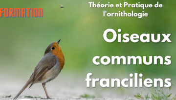 Lancement des pré-inscriptions des formations “Oiseaux communs"